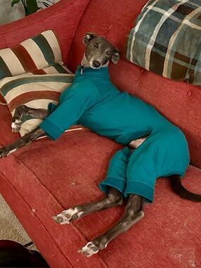 Meet the Posher, Kati (‘s greyhound Roxy 😆😍)!
